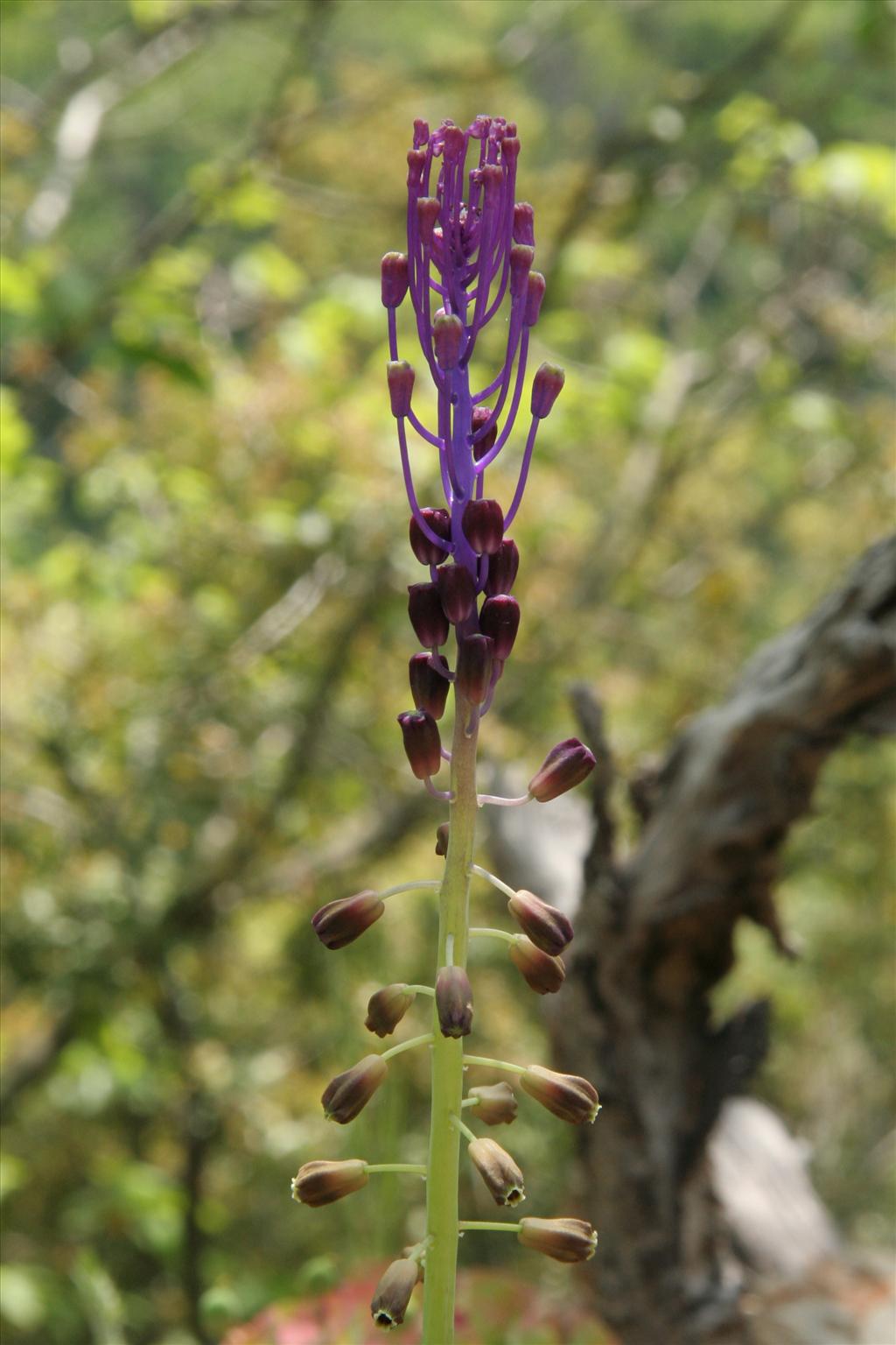 Muscari comosum (door Willem Braam)