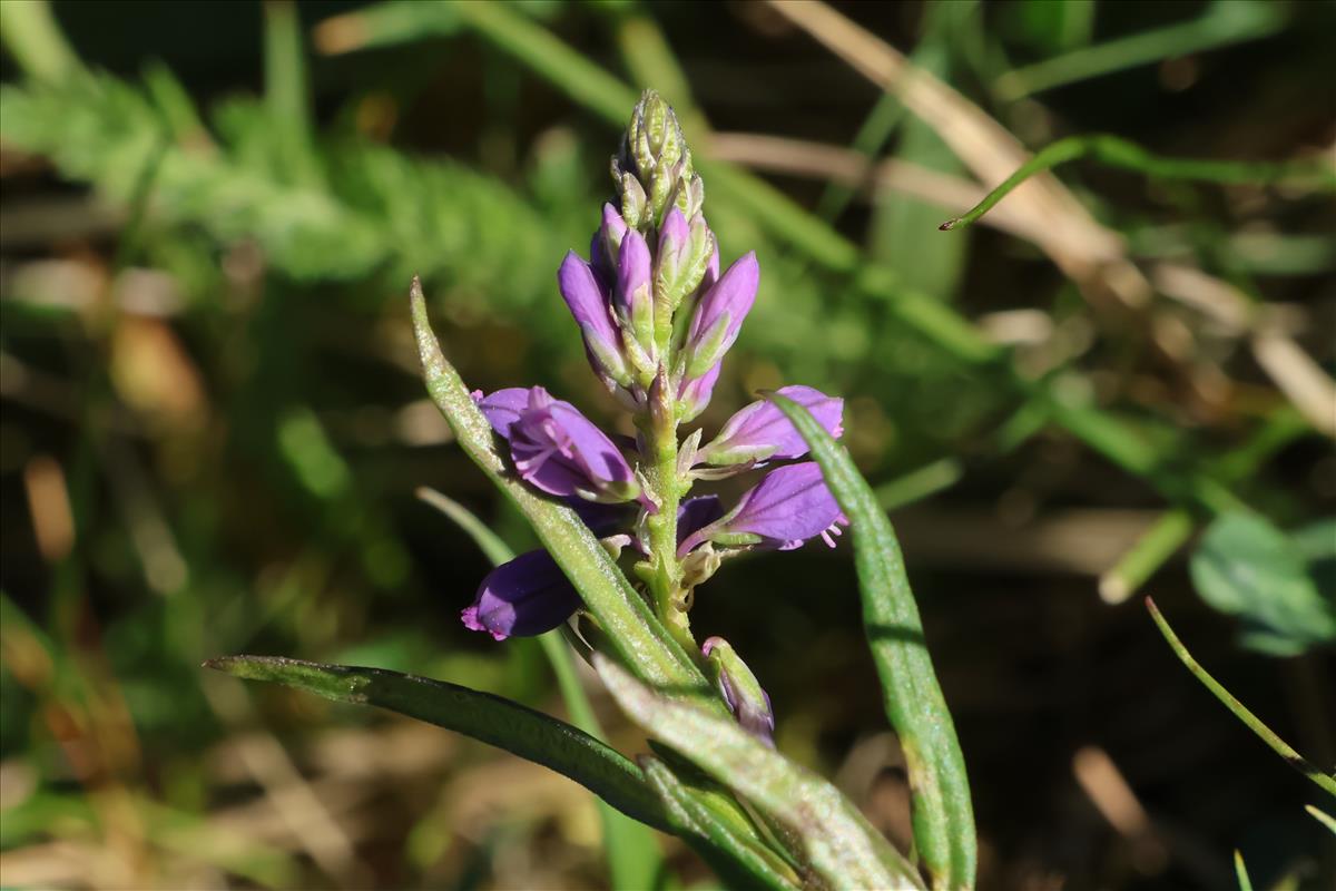 Polygala comosa (door Willem Braam)