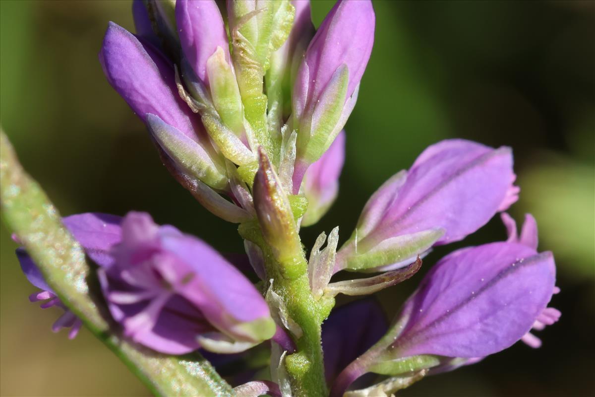 Polygala comosa (door Willem Braam)