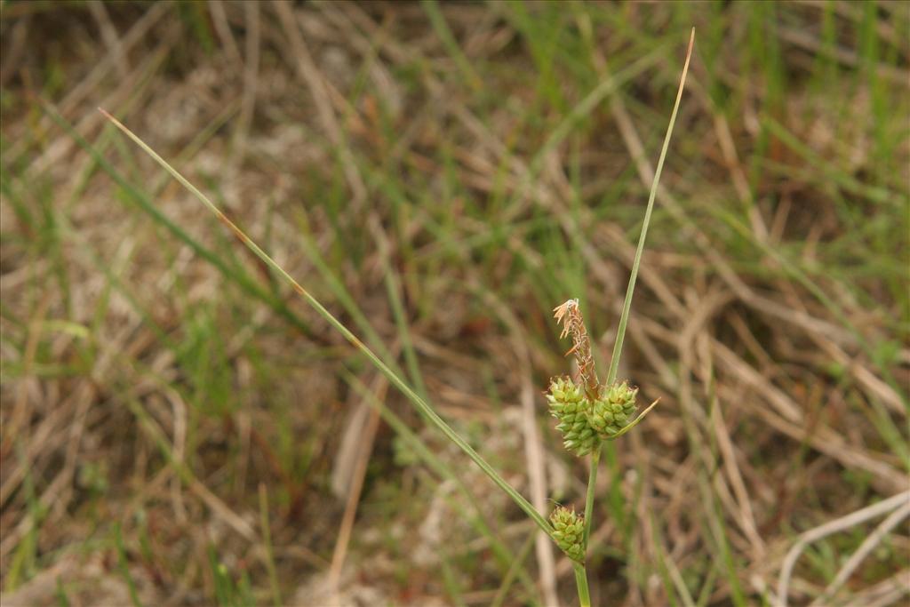 Carex extensa (door Willem Braam)