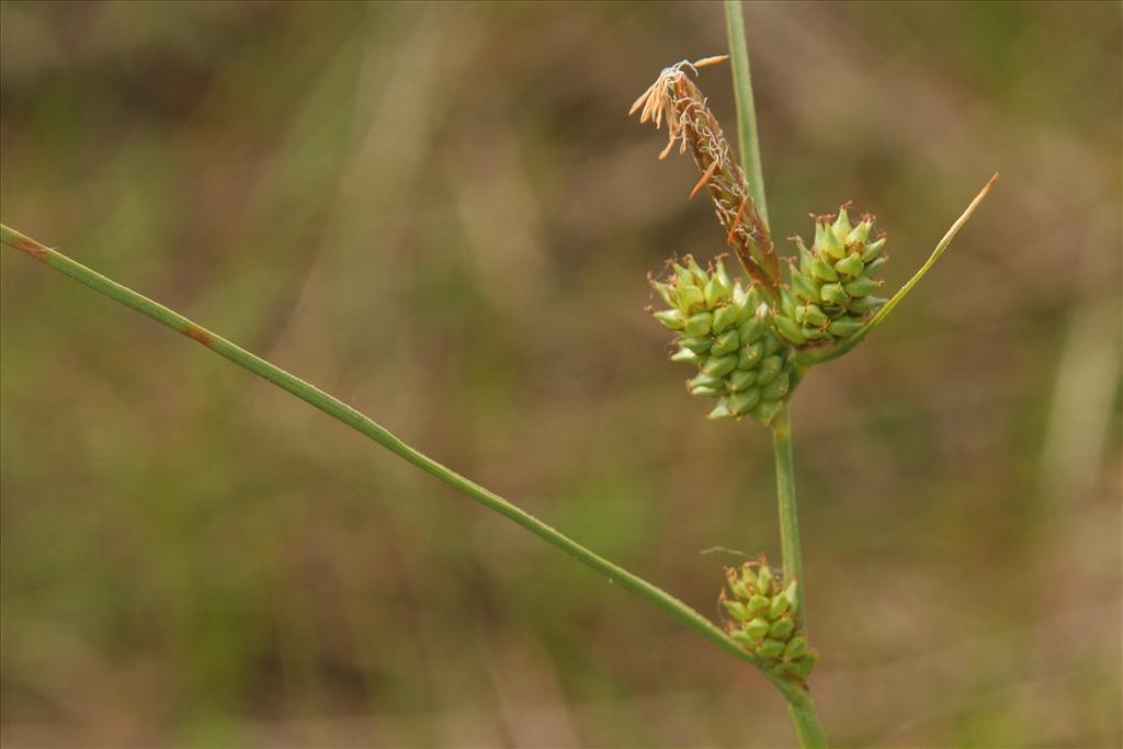 Carex extensa (door Willem Braam)