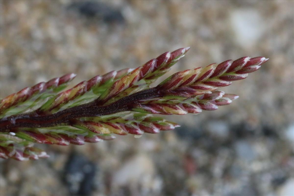 Catapodium marinum (door Willem Braam)