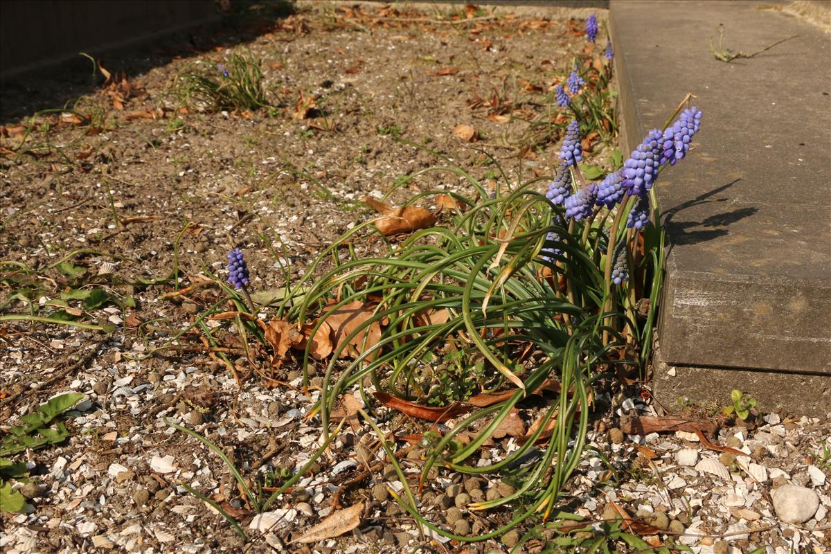 Muscari armeniacum (door Willem Braam)