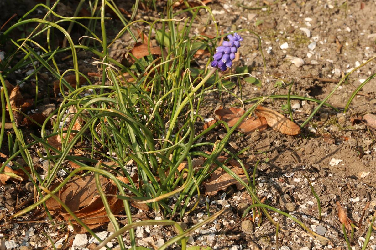 Muscari armeniacum (door Willem Braam)