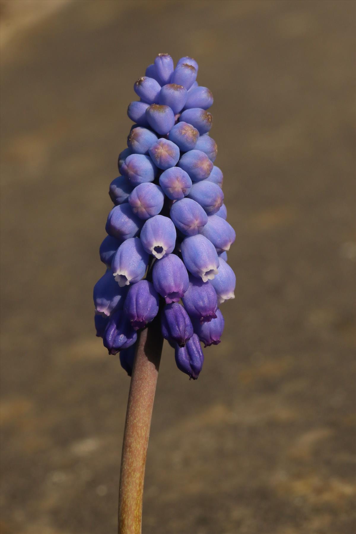 Muscari armeniacum (door Willem Braam)