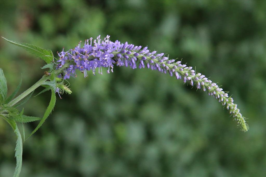 Veronica longifolia (door Willem Braam)