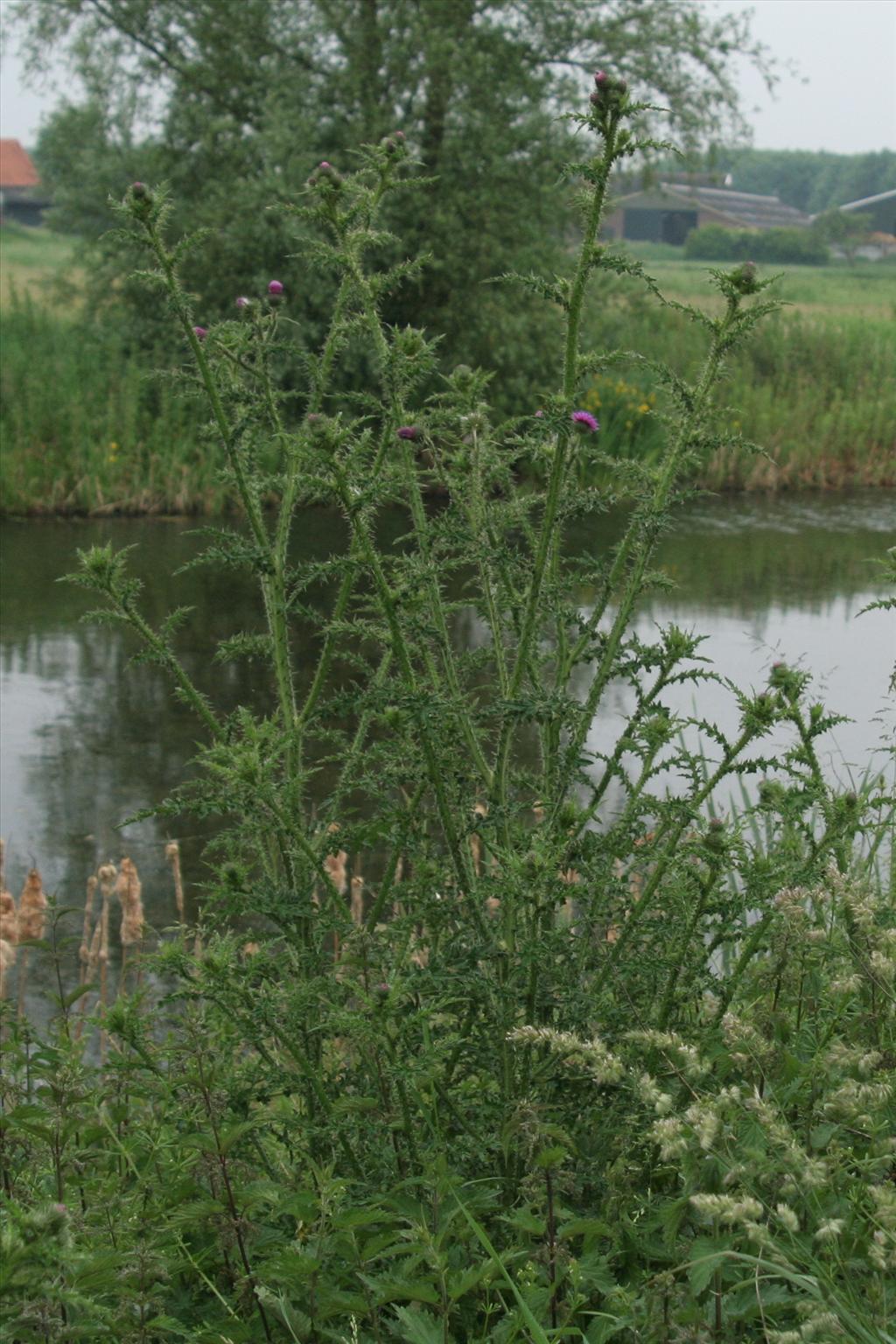 Carduus acanthoides (door Willem Braam)