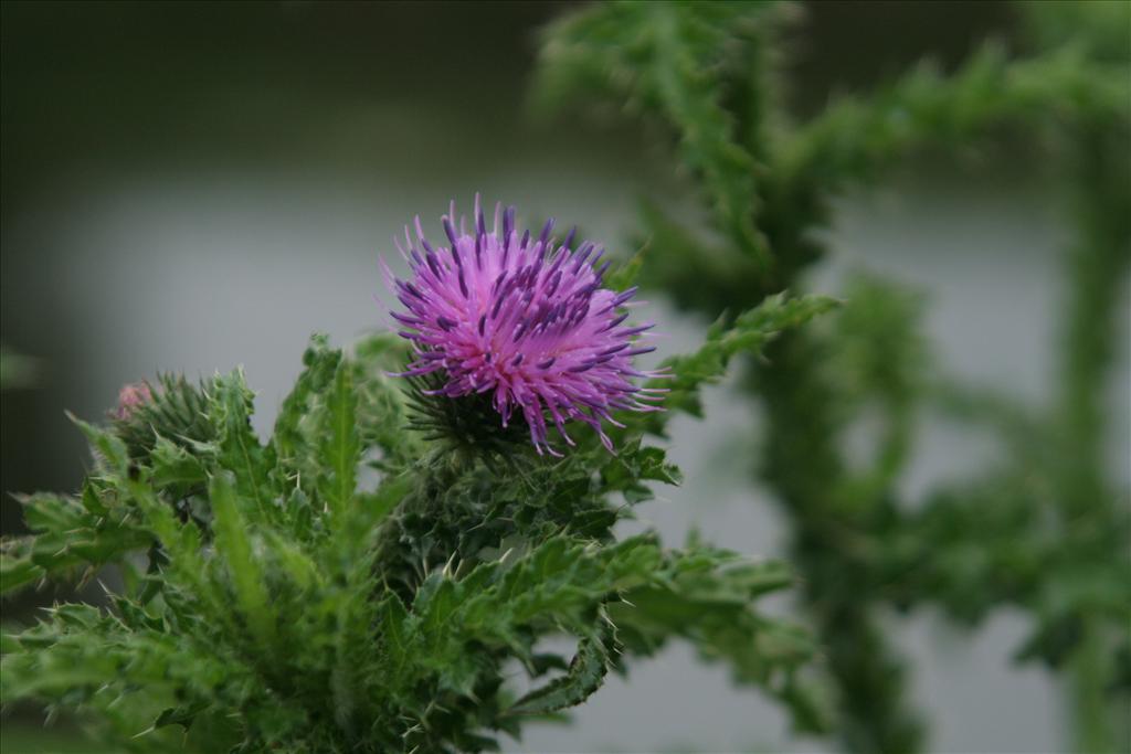 Carduus acanthoides (door Willem Braam)