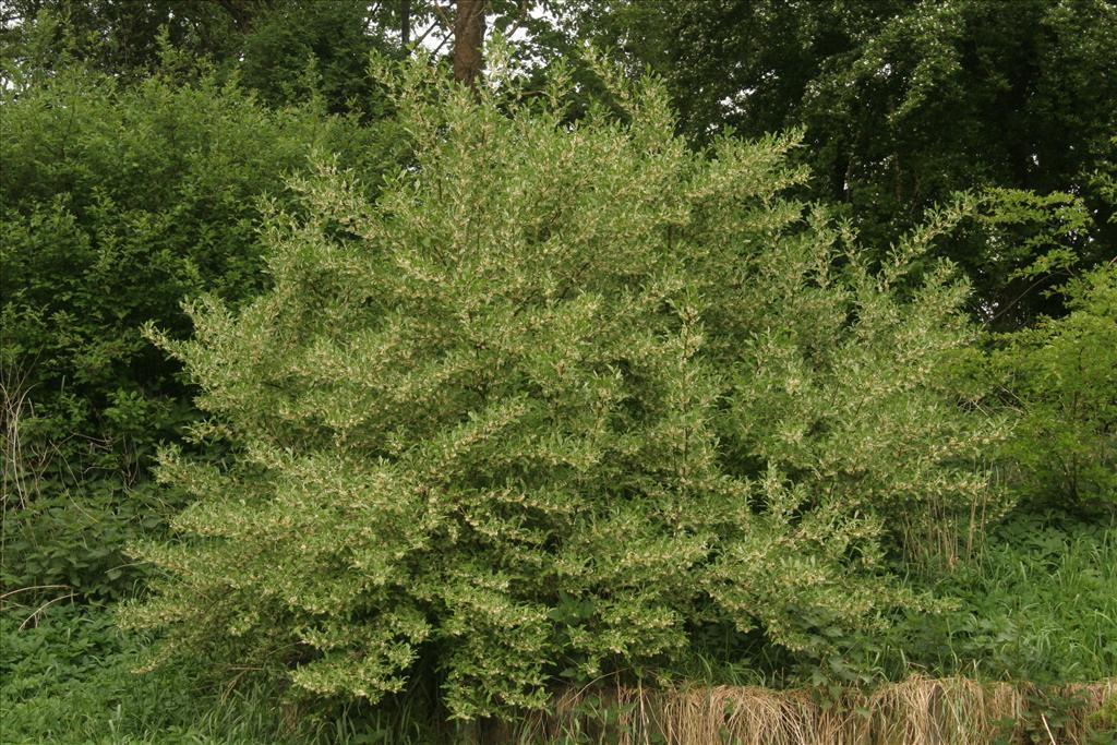 Elaeagnus multiflora (door Willem Braam)