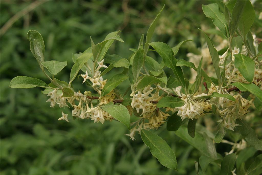 Elaeagnus multiflora (door Willem Braam)