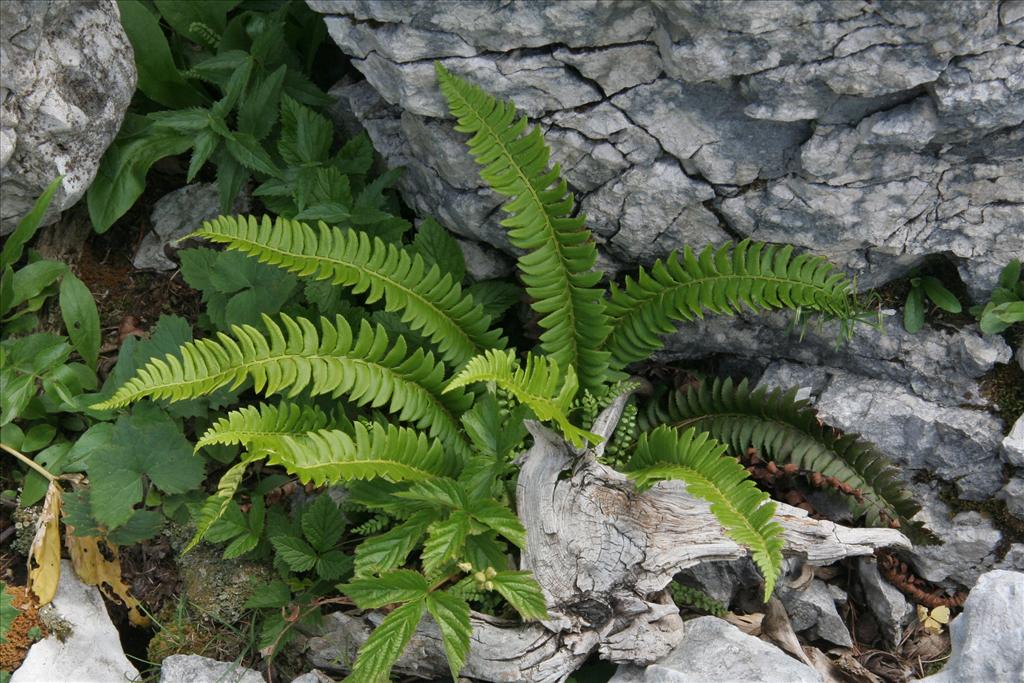 Polystichum lonchitis (door Willem Braam)