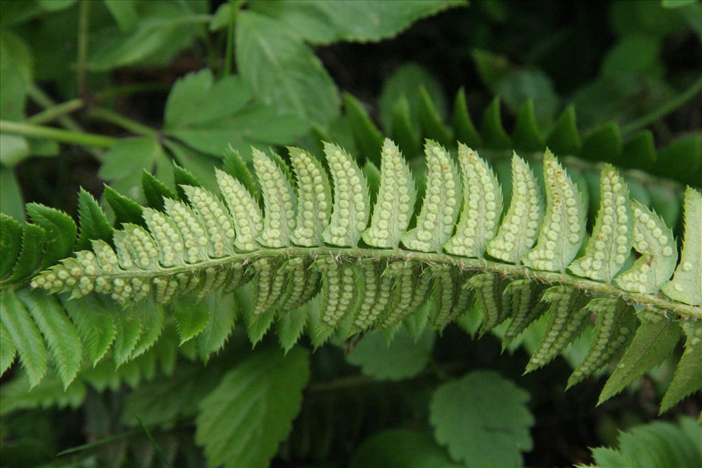 Polystichum lonchitis (door Willem Braam)