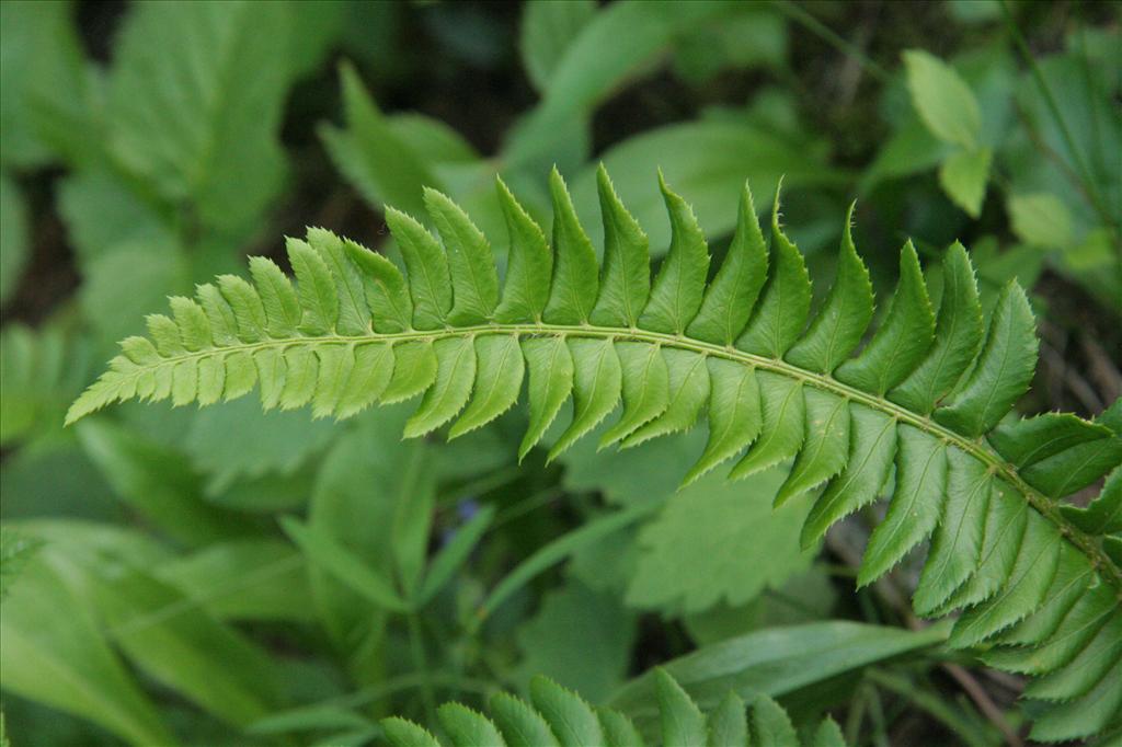 Polystichum lonchitis (door Willem Braam)