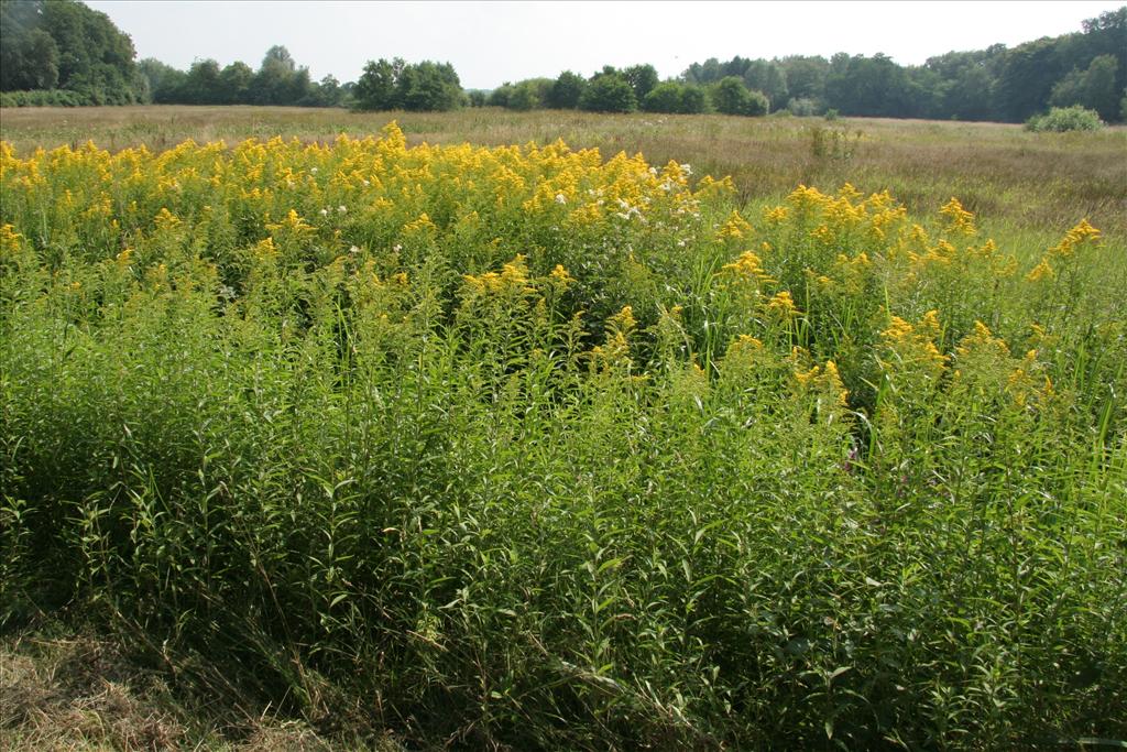 Solidago gigantea (door Willem Braam)