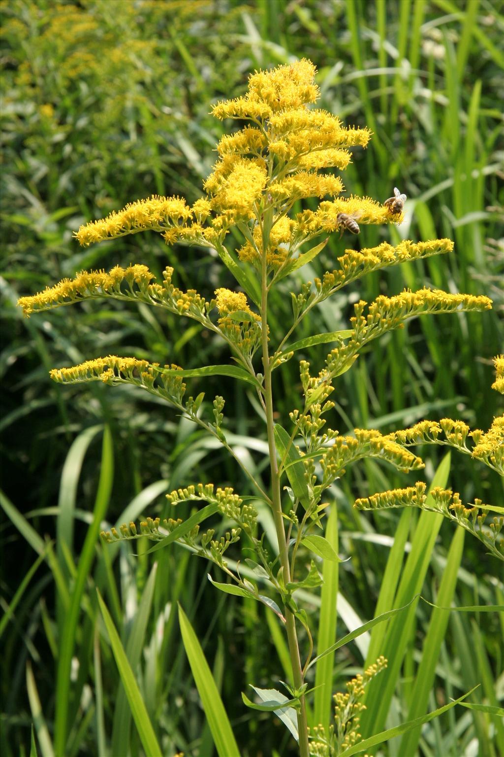 Solidago gigantea (door Willem Braam)