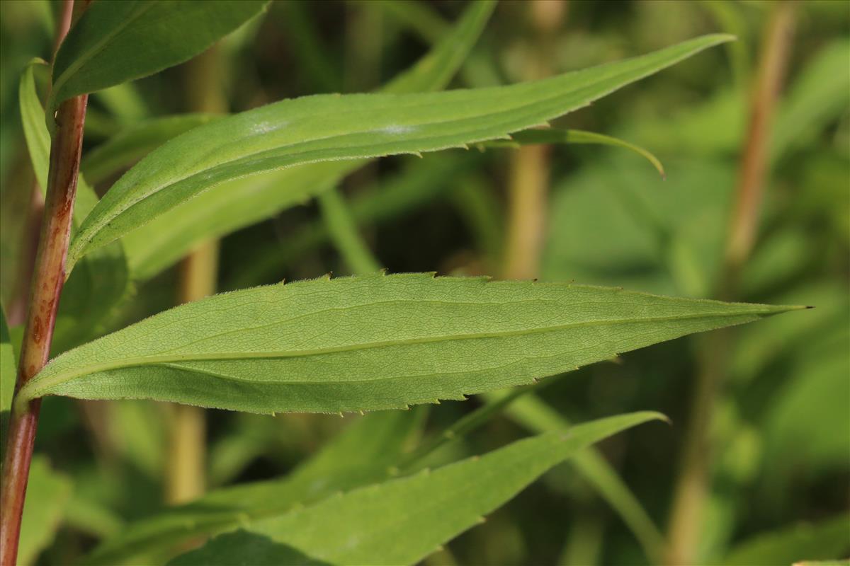 Solidago gigantea (door Willem Braam)