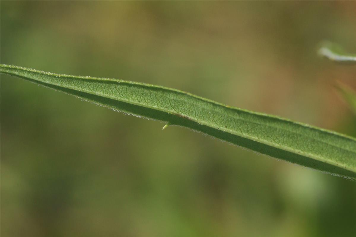 Solidago gigantea (door Willem Braam)