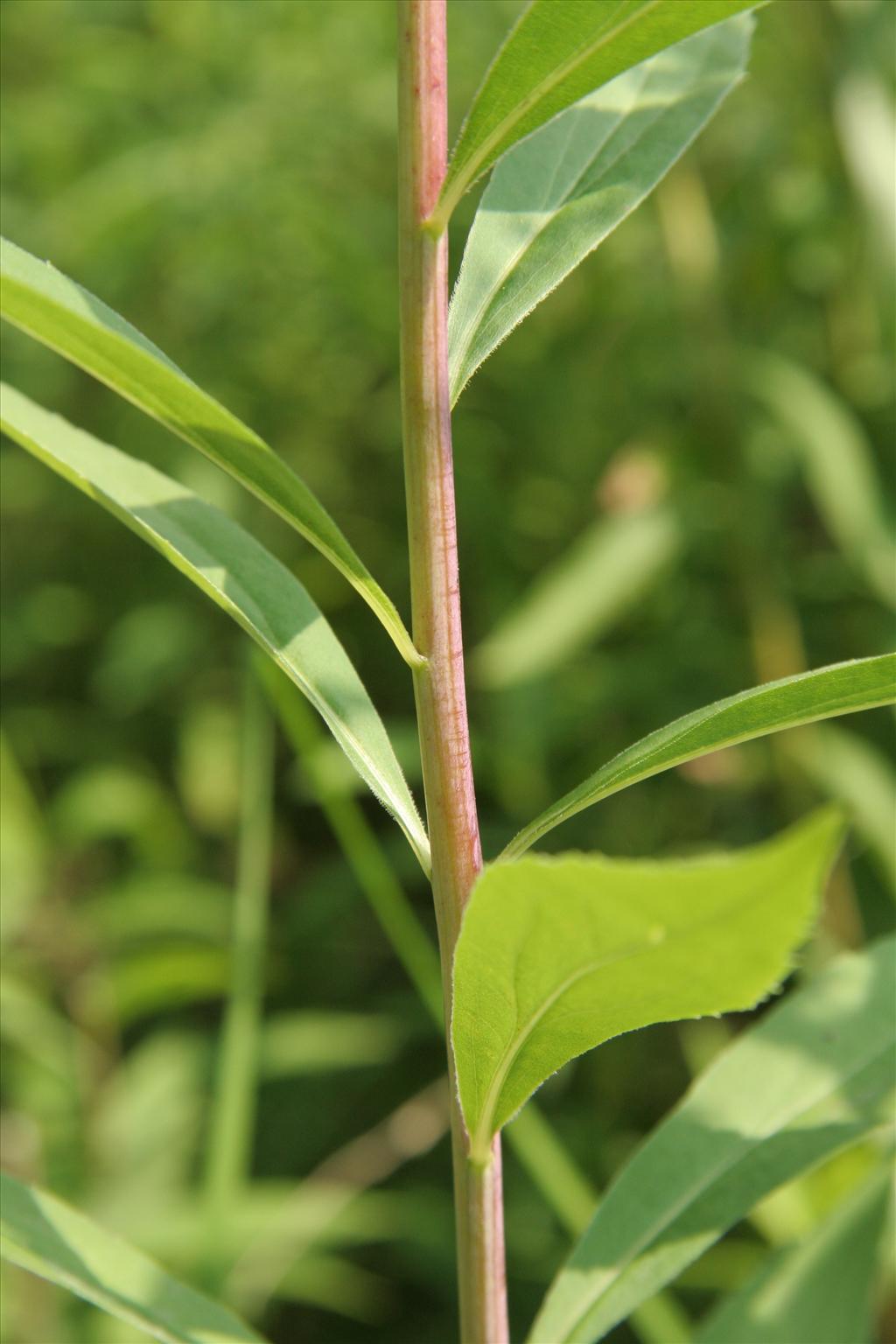 Solidago gigantea (door Willem Braam)