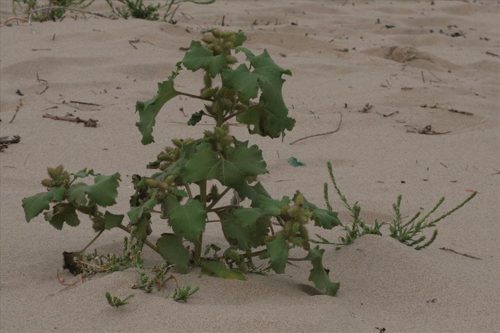 Xanthium orientale/strumarium (door Willem Braam)