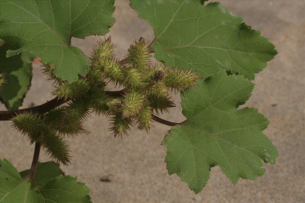 Xanthium orientale/strumarium (door Willem Braam)