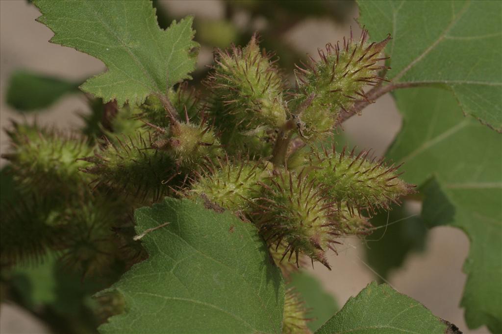 Xanthium orientale/strumarium (door Willem Braam)