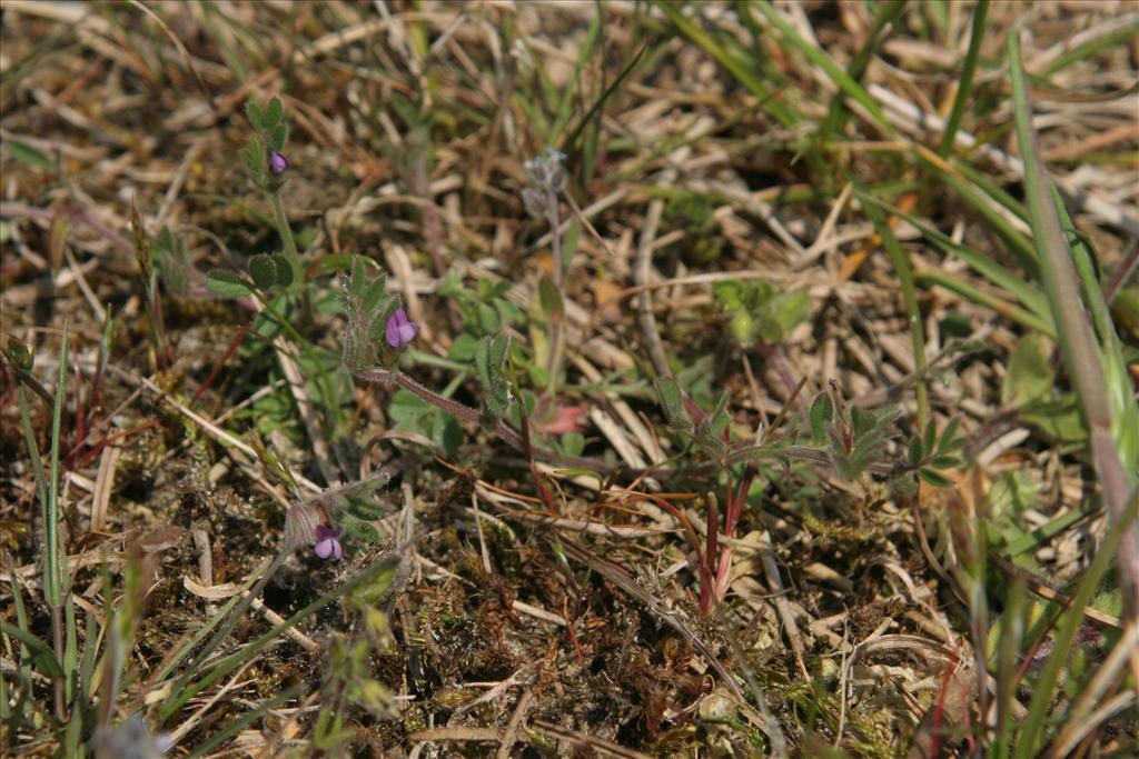 Vicia lathyroides (door Willem Braam)