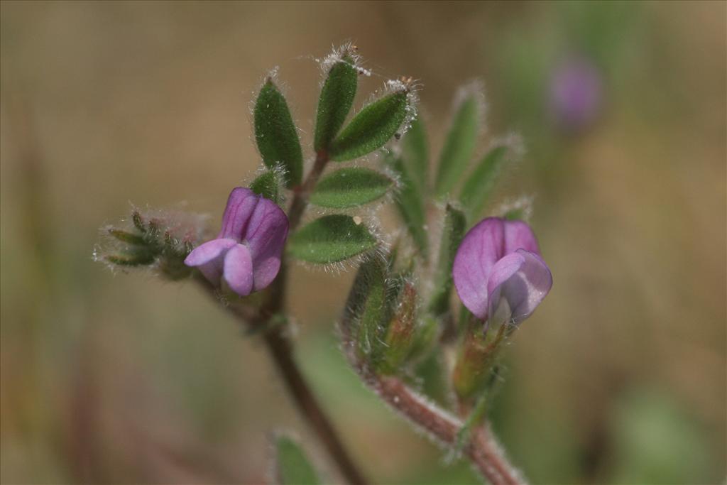 Vicia lathyroides (door Willem Braam)