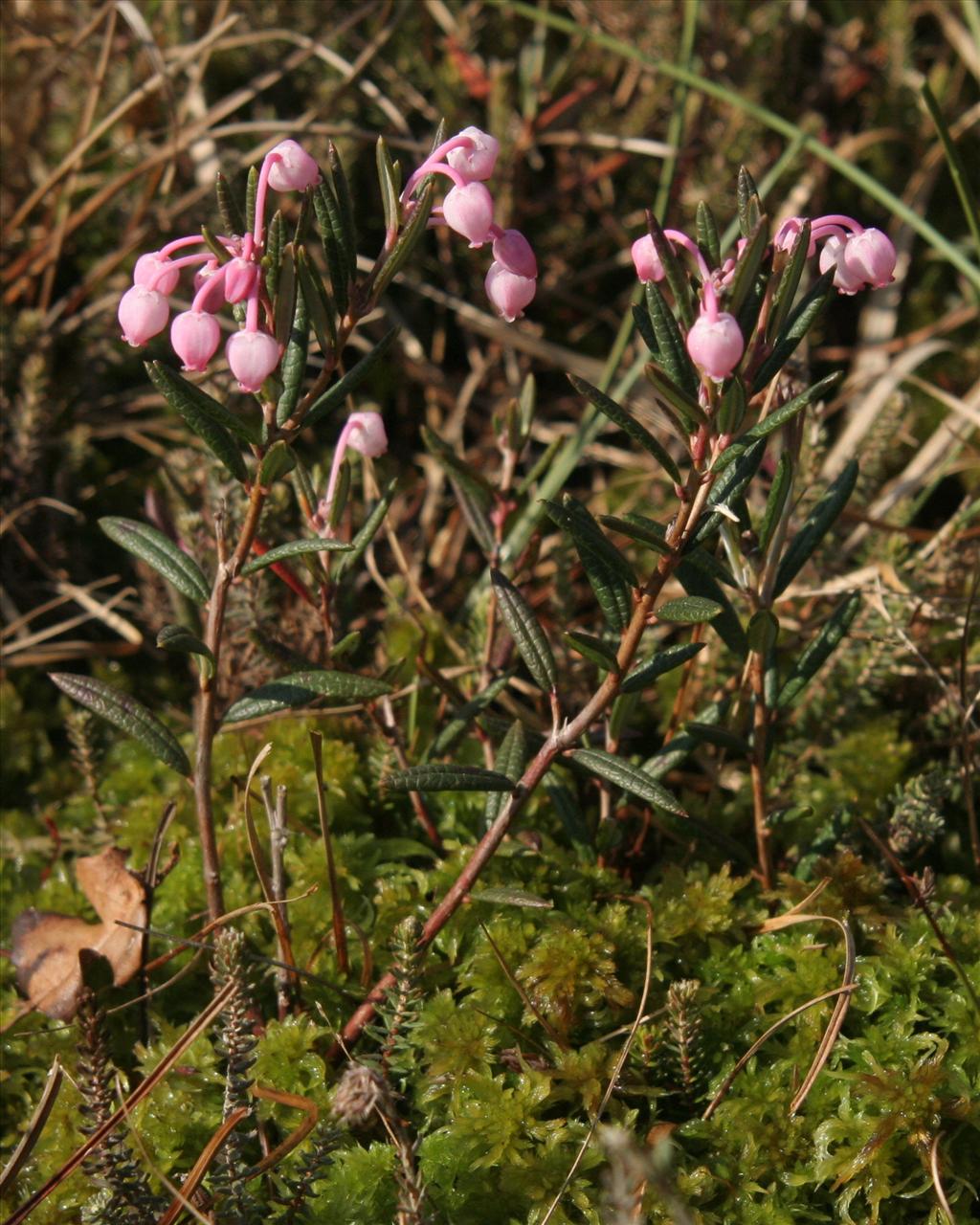 Andromeda polifolia (door Willem Braam)