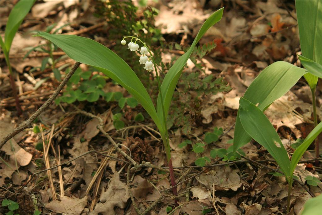 Convallaria majalis (door Willem Braam)