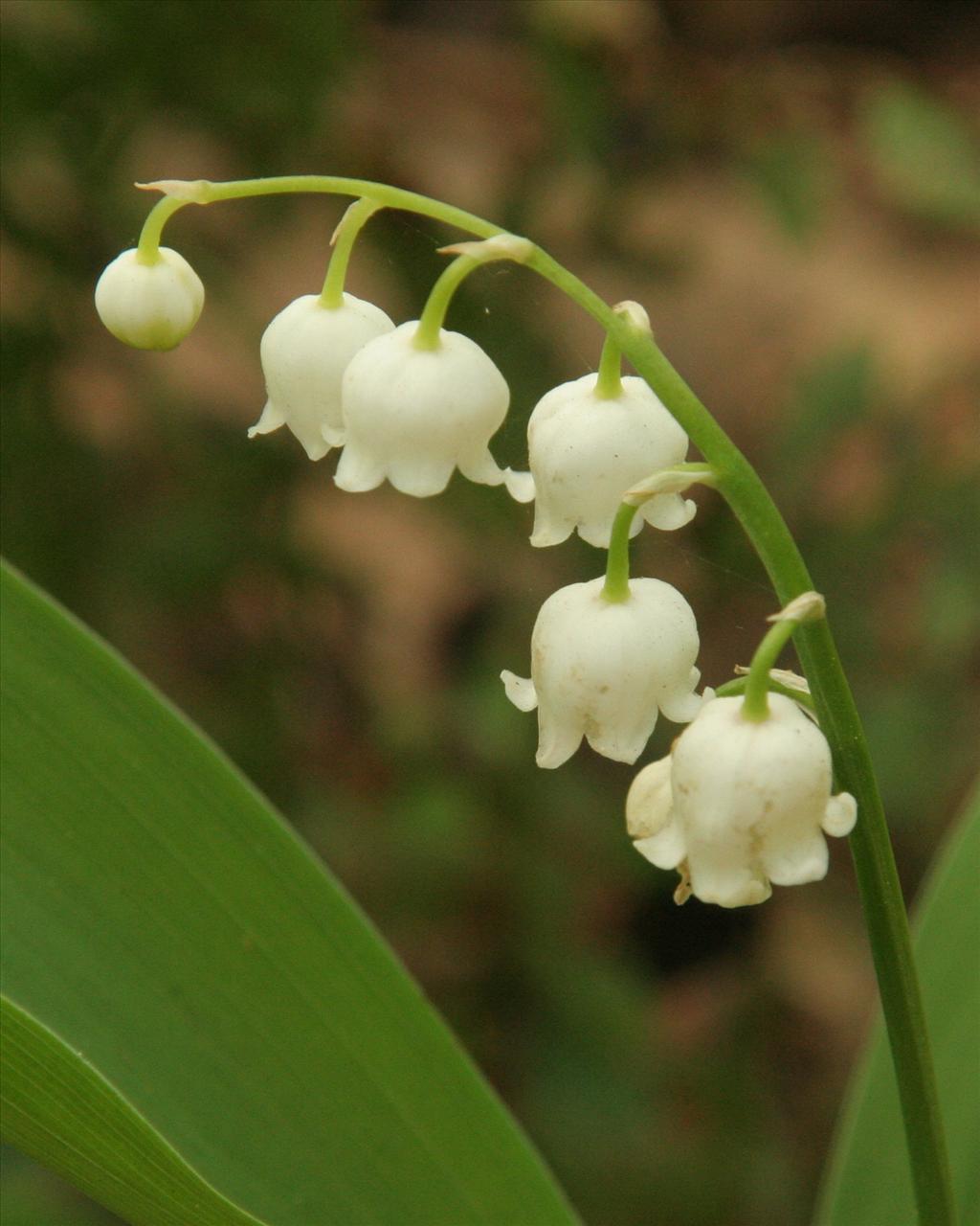 Convallaria majalis (door Willem Braam)