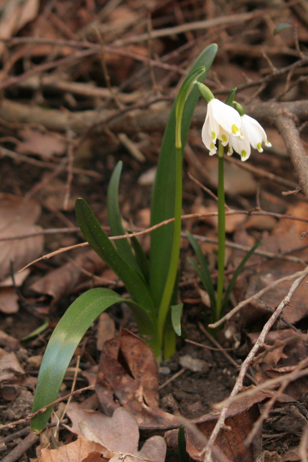 Leucojum vernum (door Willem Braam)