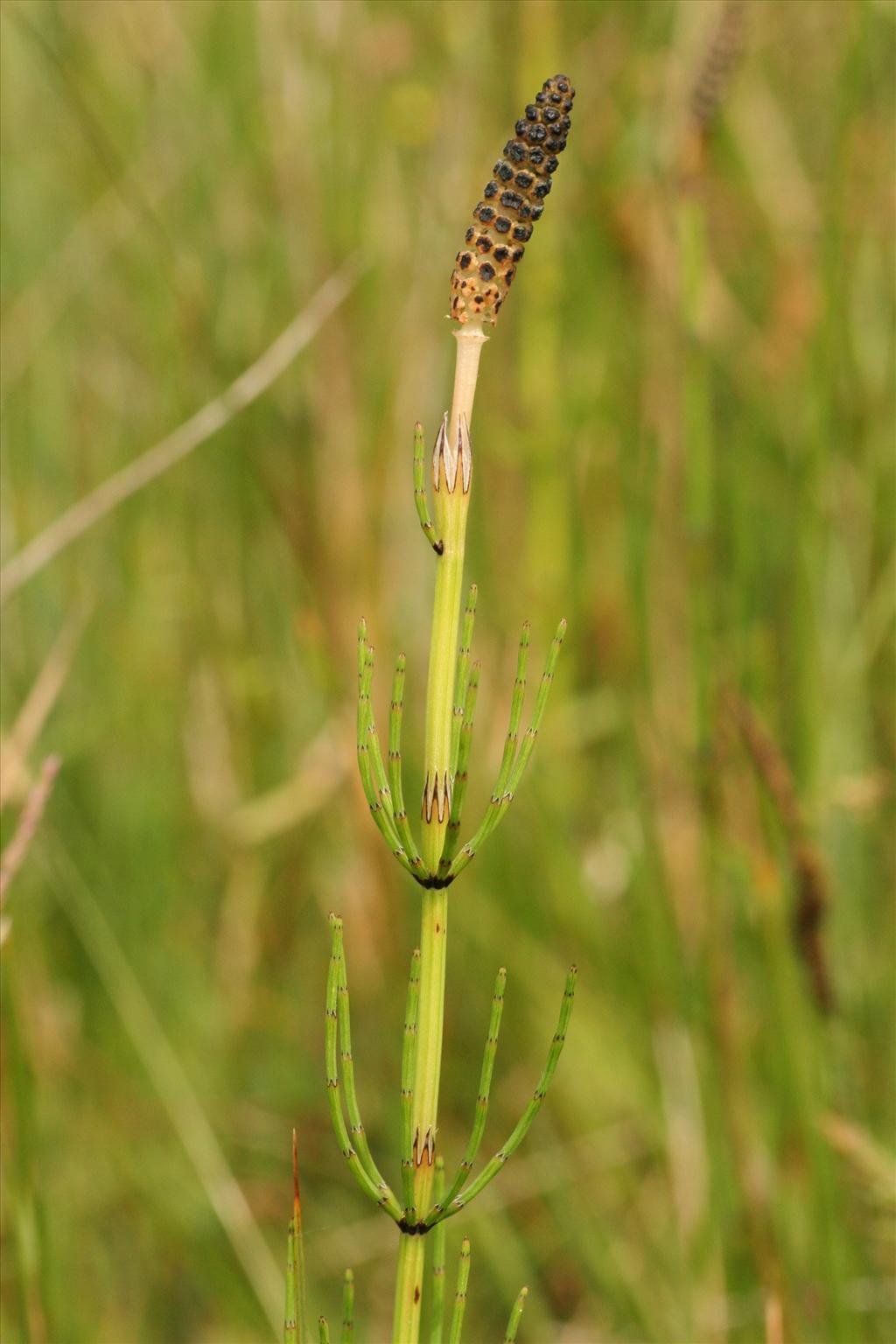 Equisetum palustre (door Willem Braam)