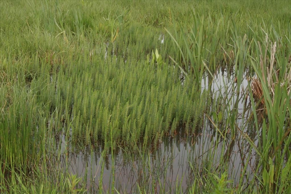 Hippuris vulgaris (door Willem Braam)