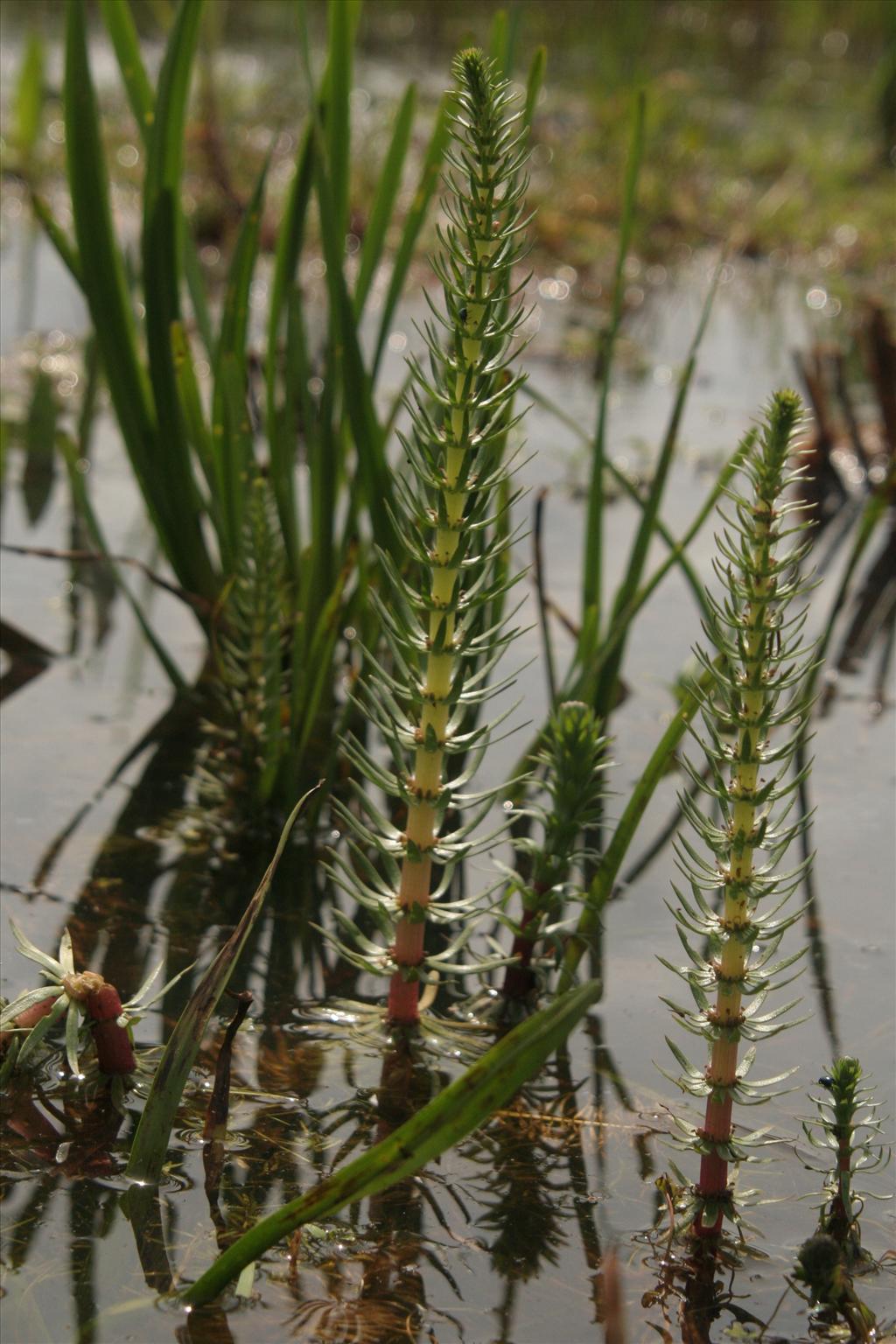 Hippuris vulgaris (door Willem Braam)