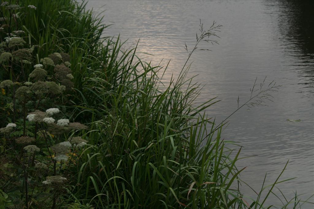 Glyceria maxima (door Willem Braam)
