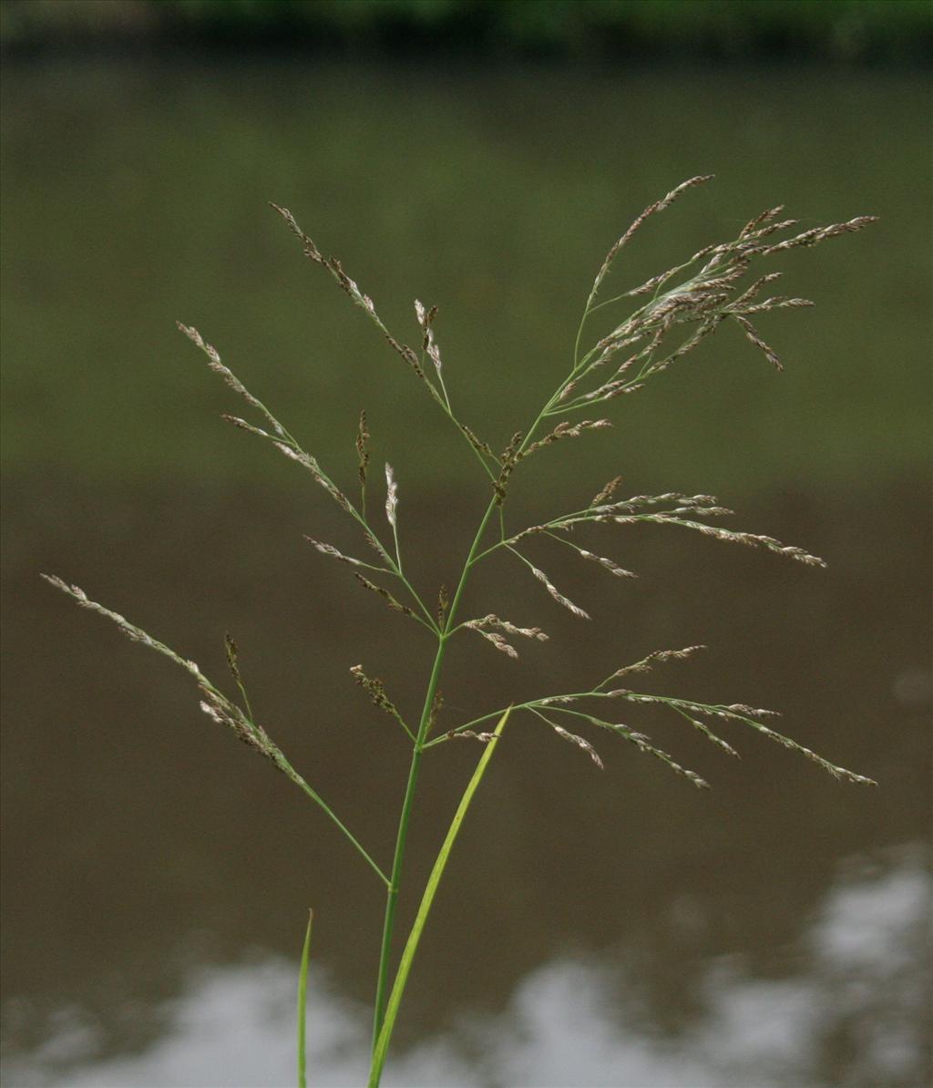 Glyceria maxima (door Willem Braam)