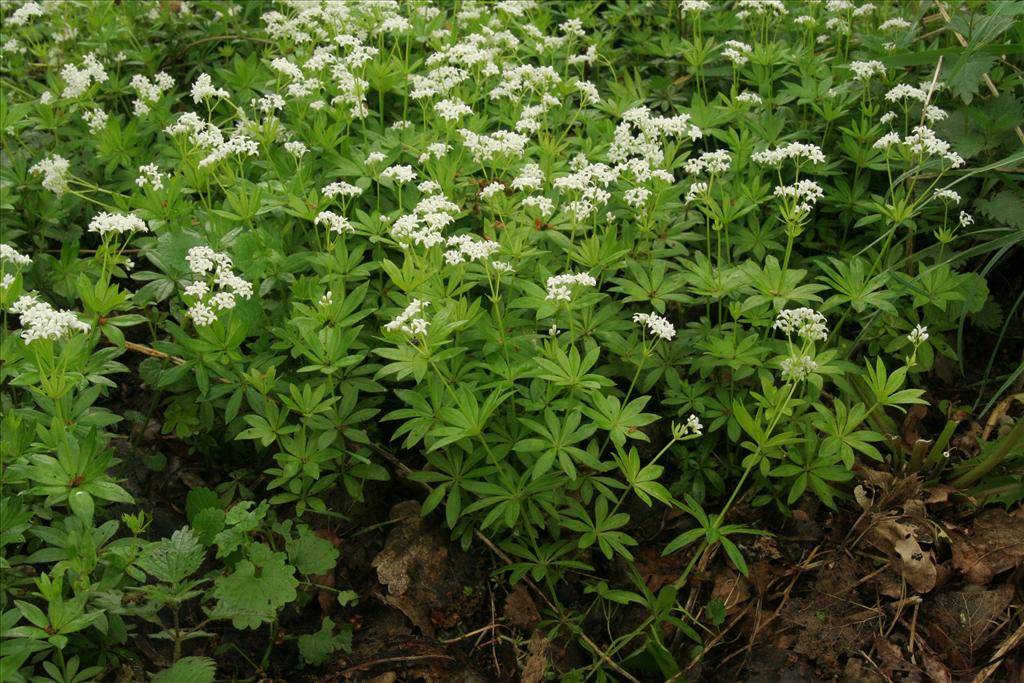 Galium odoratum (door Willem Braam)