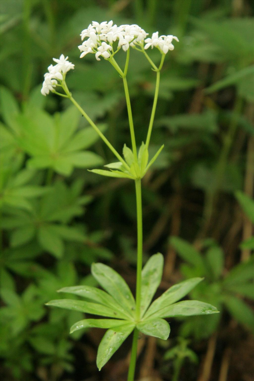 Galium odoratum (door Willem Braam)