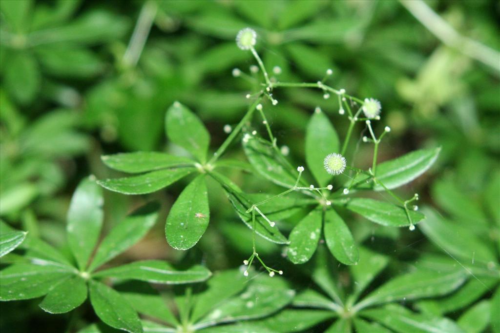 Galium odoratum (door Willem Braam)