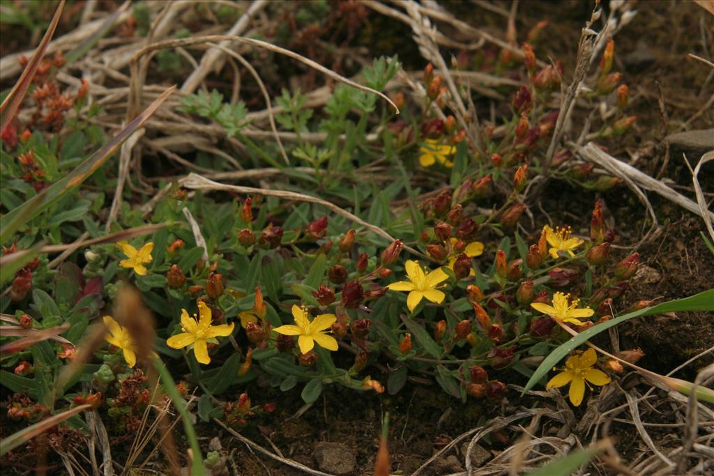 Hypericum humifusum (door Willem Braam)