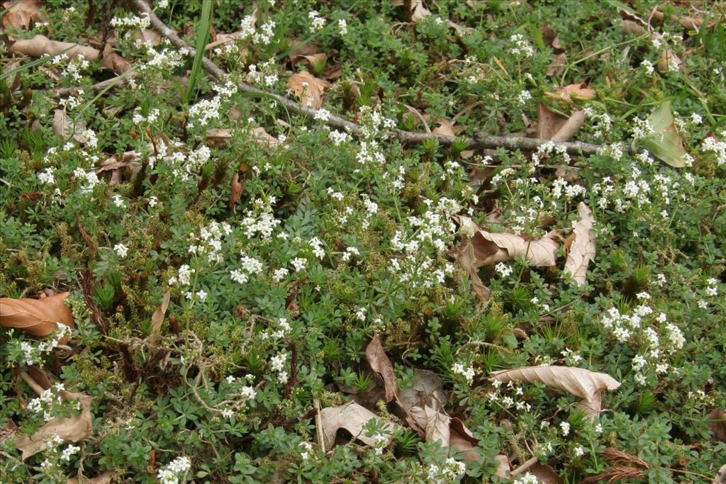 Galium saxatile (door Willem Braam)