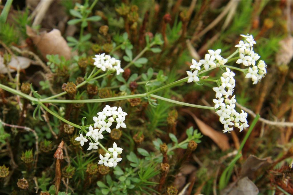 Galium saxatile (door Willem Braam)