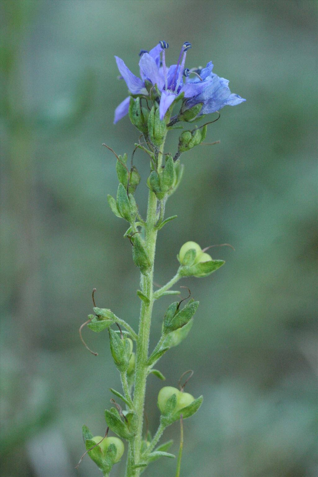 Veronica prostrata (door Willem Braam)