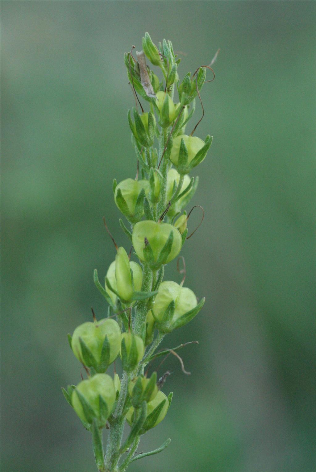 Veronica prostrata (door Willem Braam)