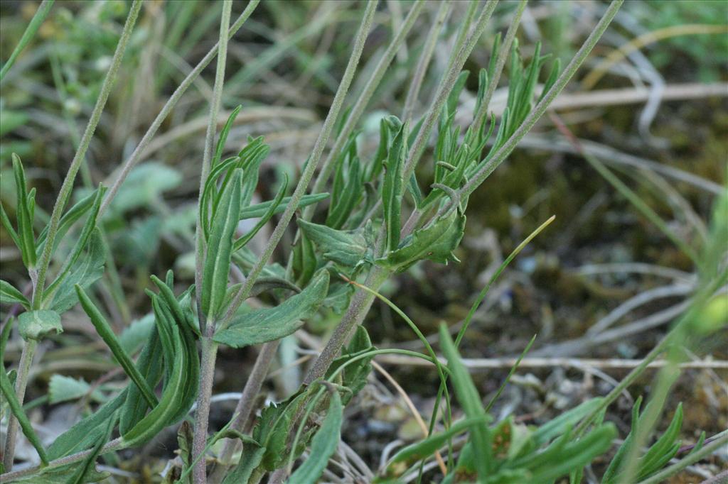 Veronica prostrata (door Willem Braam)