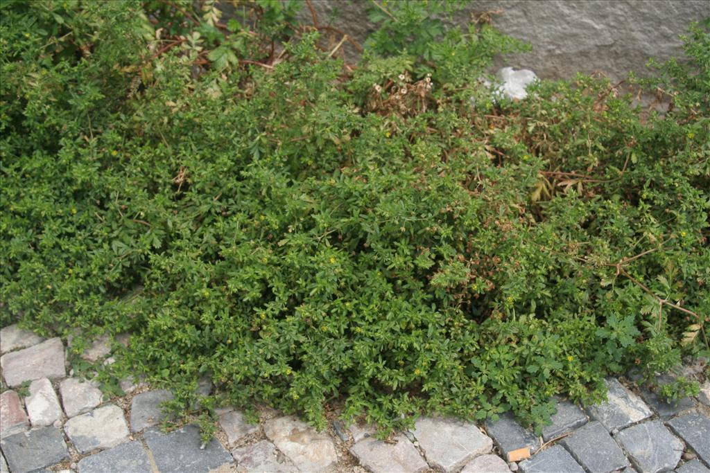 Potentilla supina (door Willem Braam)