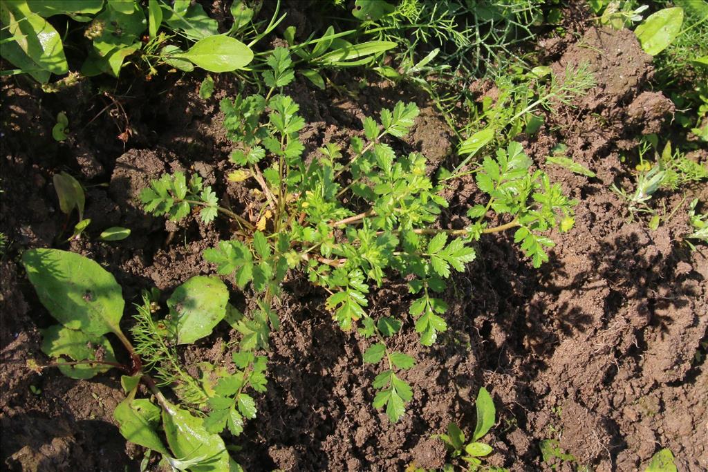 Potentilla supina (door Willem Braam)