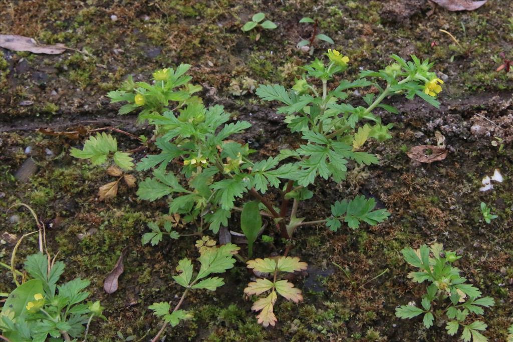 Potentilla supina (door Willem Braam)