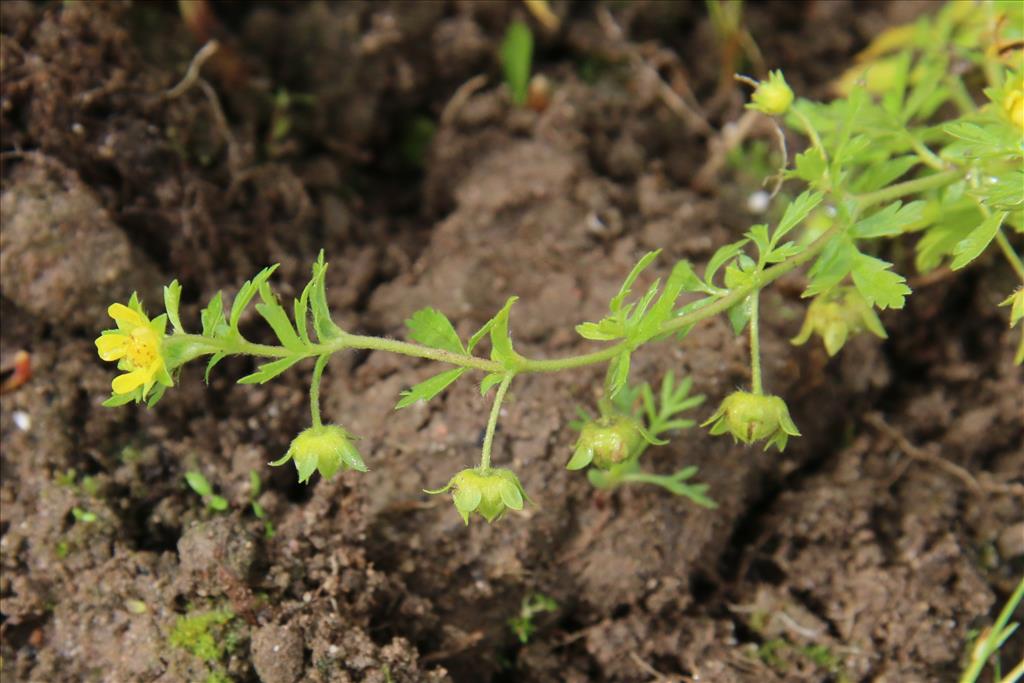 Potentilla supina (door Willem Braam)