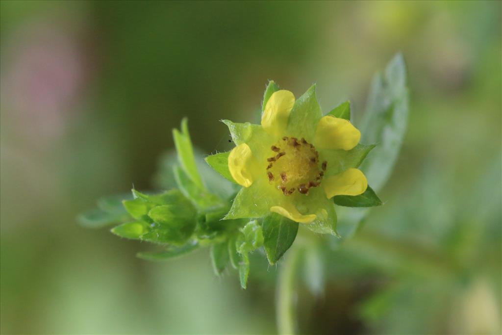 Potentilla supina (door Willem Braam)